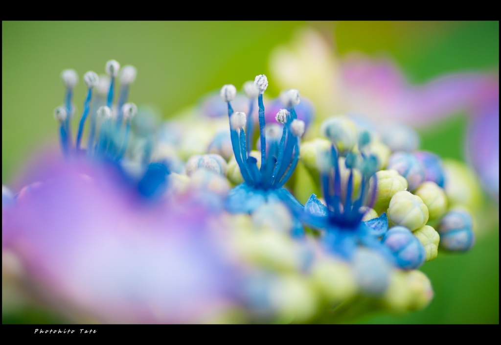 小さな花壇