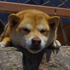 ねむいのらー　～五月病に御用心～