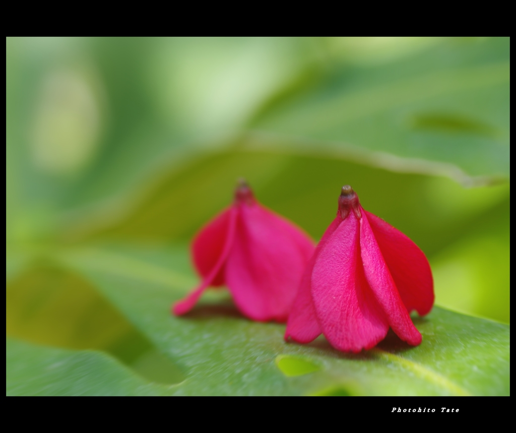 散歩　～walking～