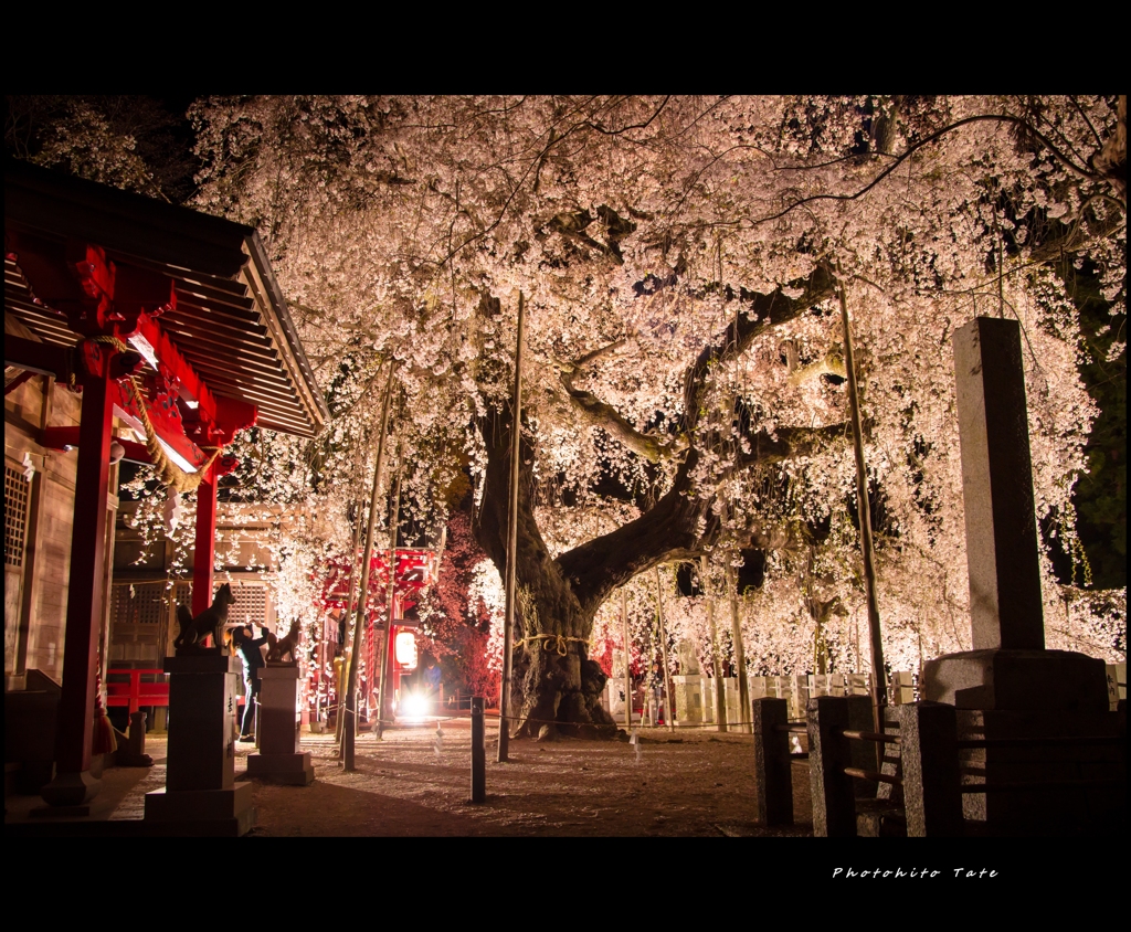天を埋めし花びら