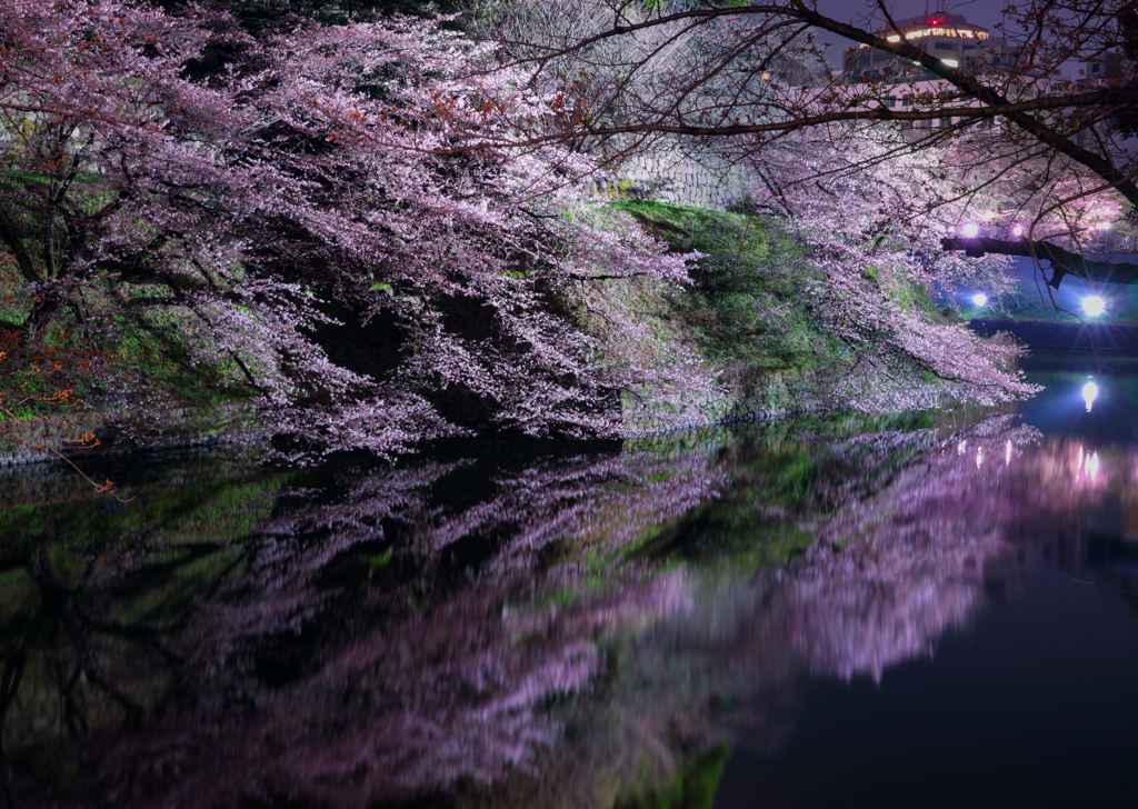 Sakura Japan ～桜～