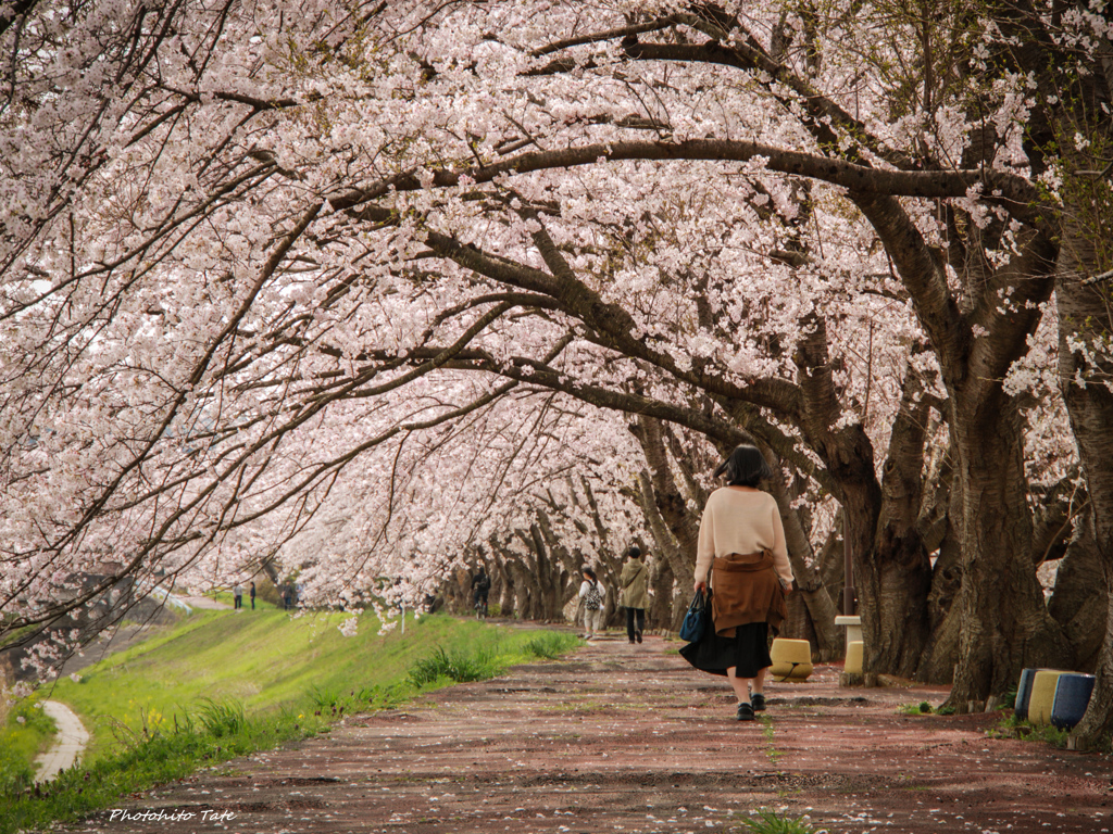 Sakura walk ～爛漫～