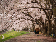 Sakura walk ～爛漫～