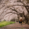 Sakura walk ～爛漫～