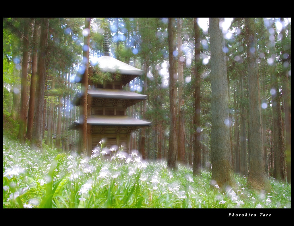 シャガの咲くところ