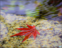 日本の秋