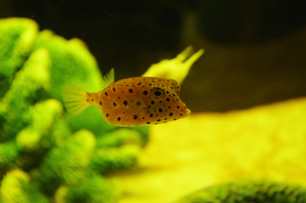四角い魚