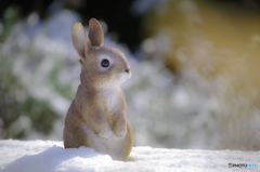 雪遊び　～はじめての雪～