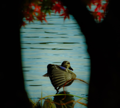 南斗水鳥拳