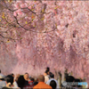 春色Road　～枝垂れ桜の散歩道～