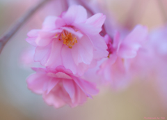 八重の桜