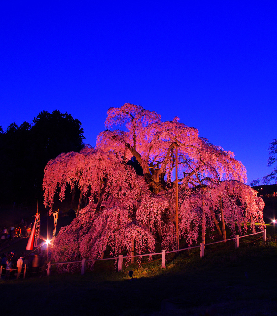 1000歳の春　～日本三大桜 三春滝桜～