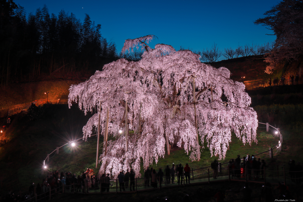 日本三大桜　滝桜