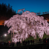 日本三大桜　滝桜