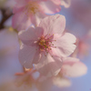 桜咲く