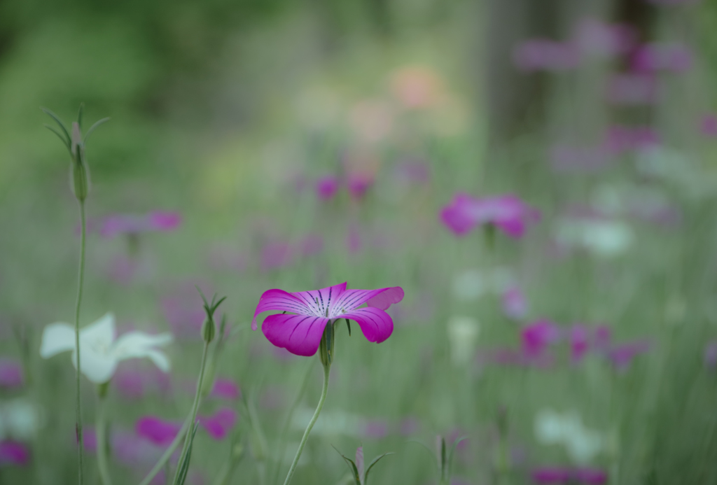 静　～Silent forest～