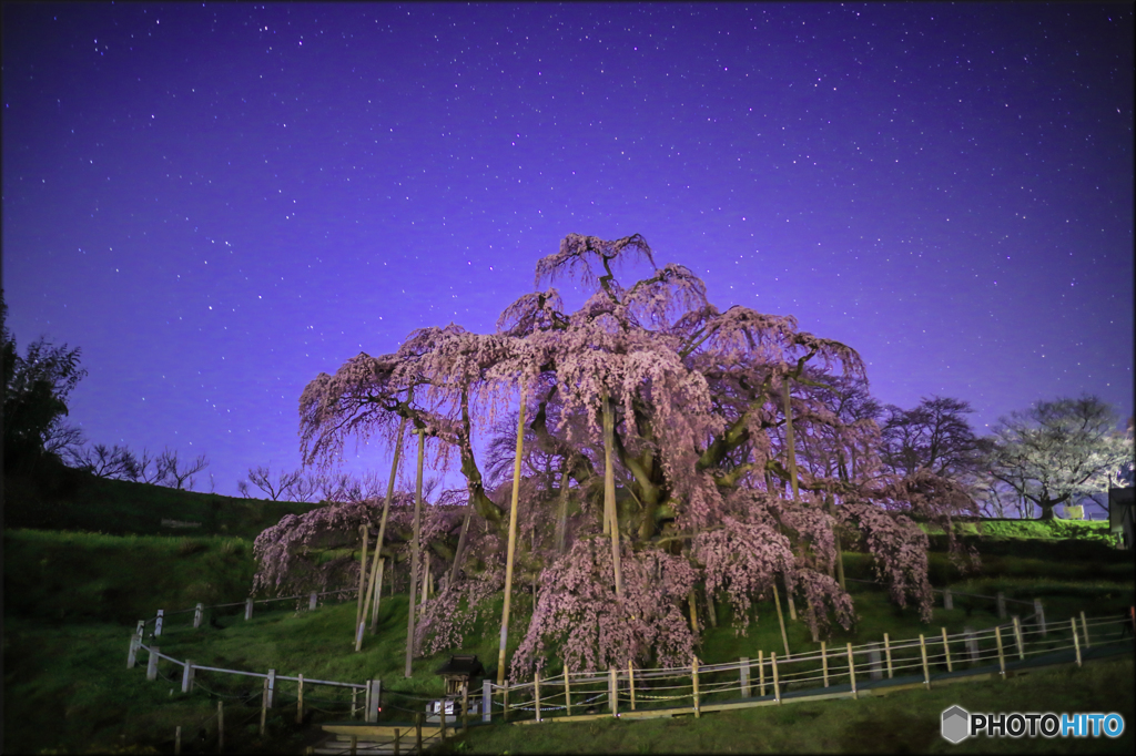 星明りの滝桜