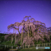 星明りの滝桜