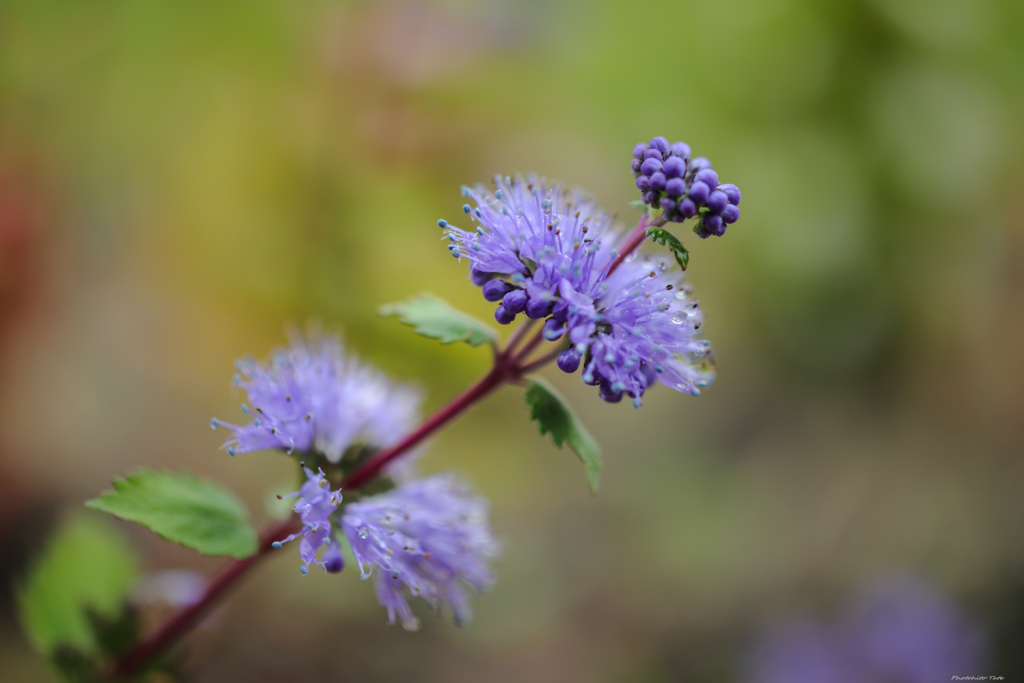 New commer ～EF-M 32mm f1.4～