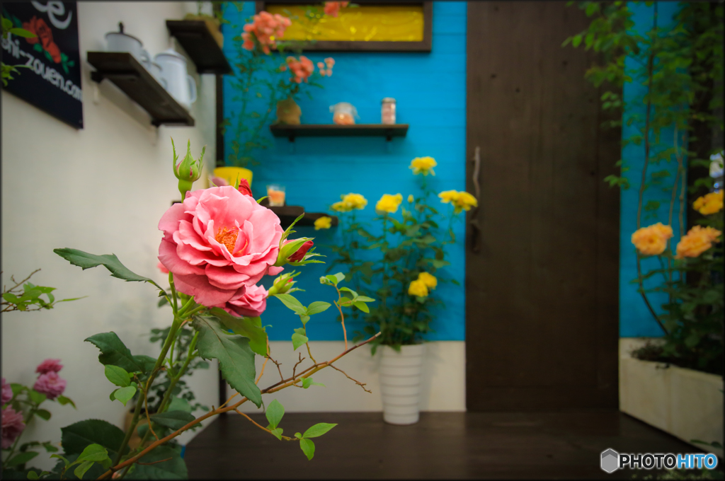 Entrance　～薔薇のある家～