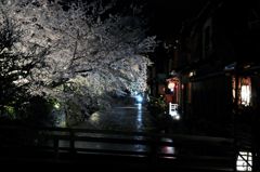 夜桜