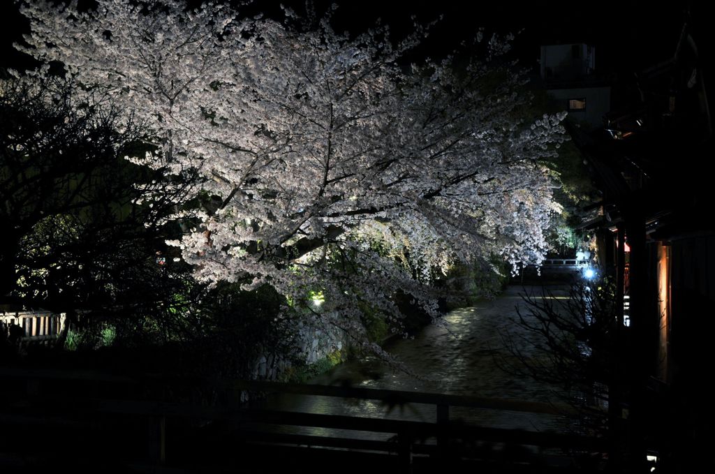 夜桜