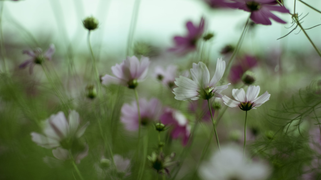 秋桜