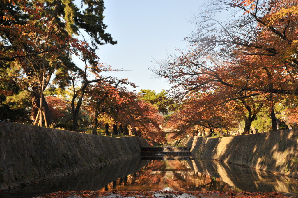 紅葉狩り　in兵庫県西宮市　夙川公園　