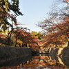 紅葉狩り　in兵庫県西宮市　夙川公園　