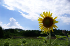 夏との出会い