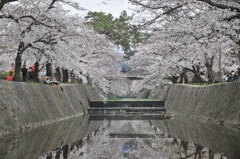 桜魅川