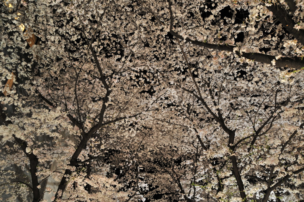 夜桜
