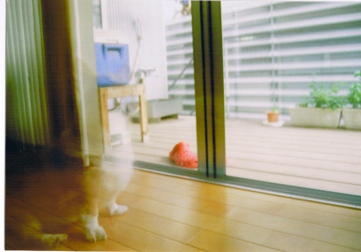 消えないで。。。