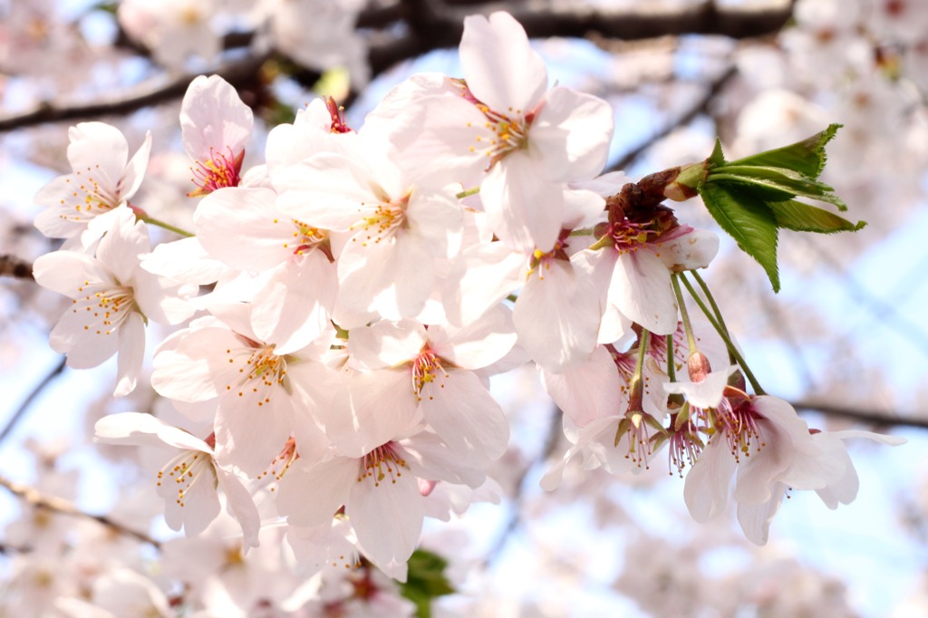 sakura