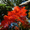 湖東三山　西明寺にて