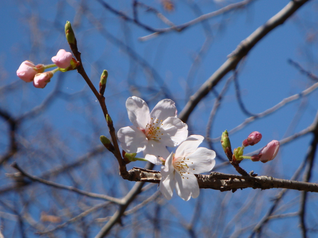 2010sakura