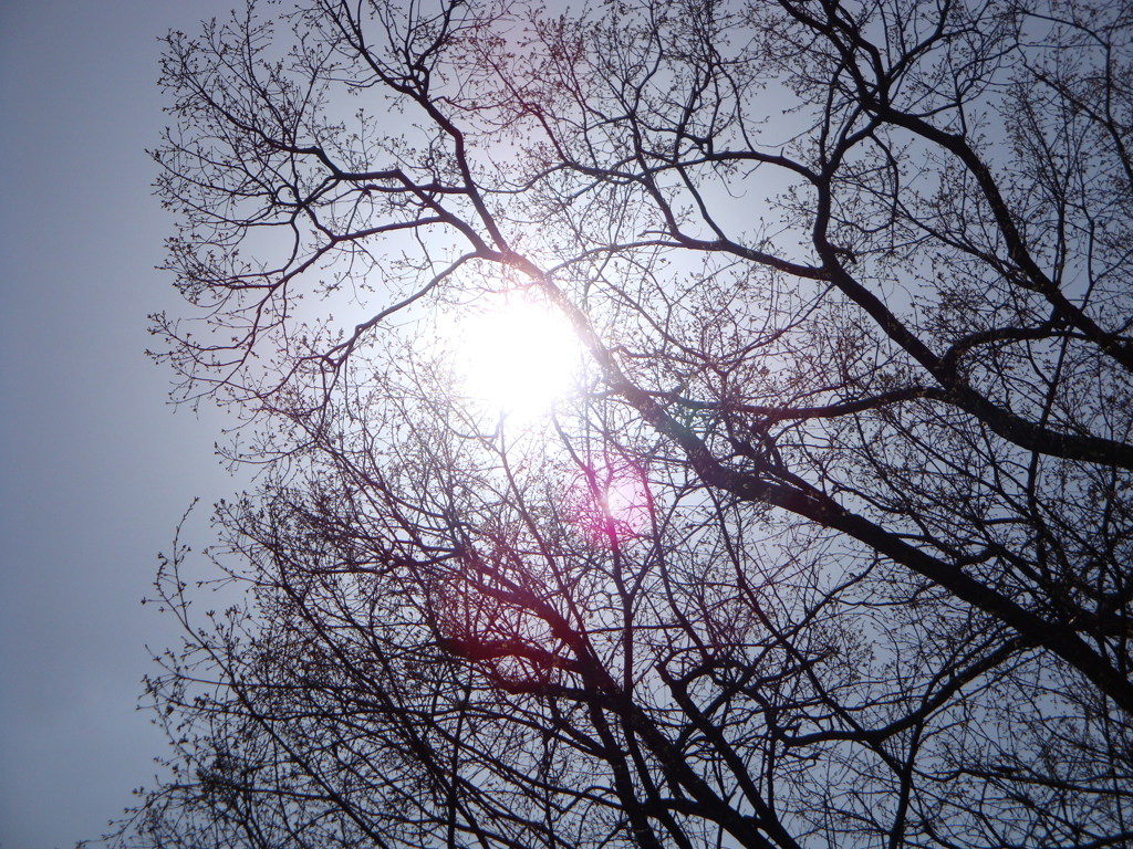 太陽食