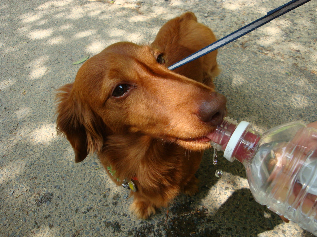 がぶ飲み