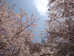 2011sakura