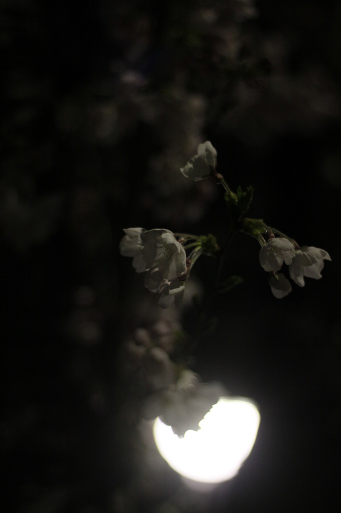 夜桜