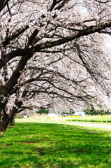 桜並木道