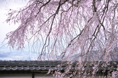 信州の桜