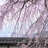 信州の桜