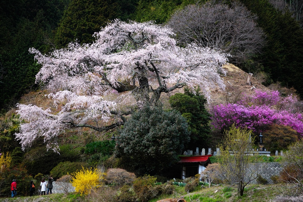 桜の樹の下で