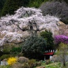 桜の樹の下で