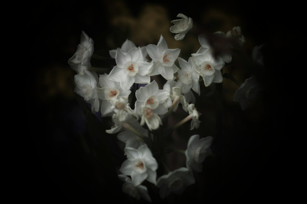 Narcissus