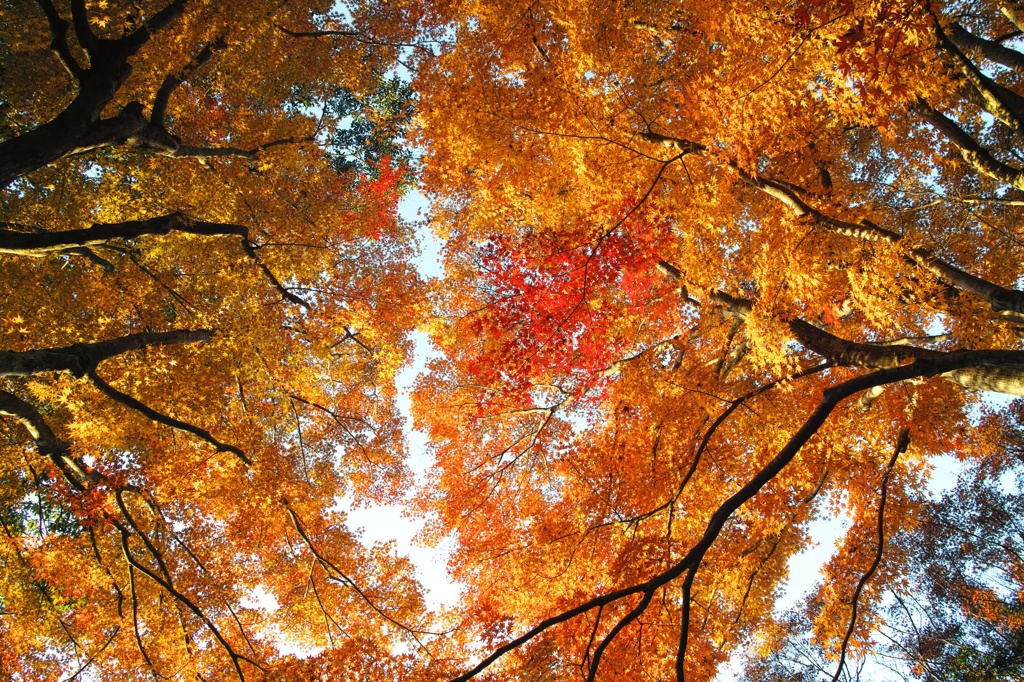 Autumn tints