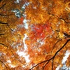 Autumn tints