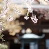 枝垂れ桜