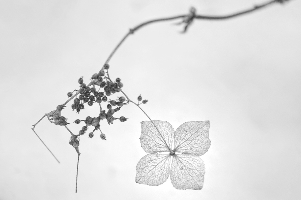 冬の花